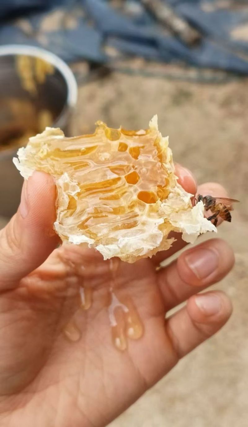 土蜂蜜