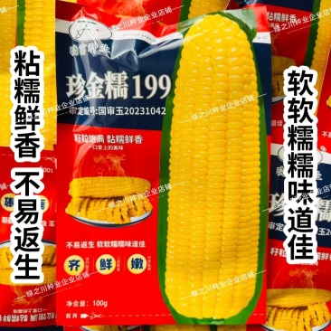 黄糯玉米种子珍金糯199玉米种籽黄色糯玉米种子绿皮大棒软
