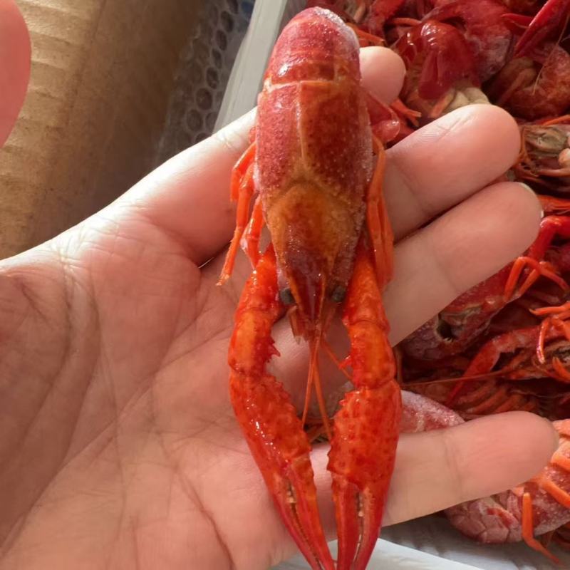 潜江古法小龙虾地摊电商批发清水小龙虾液氮锁鲜小龙虾