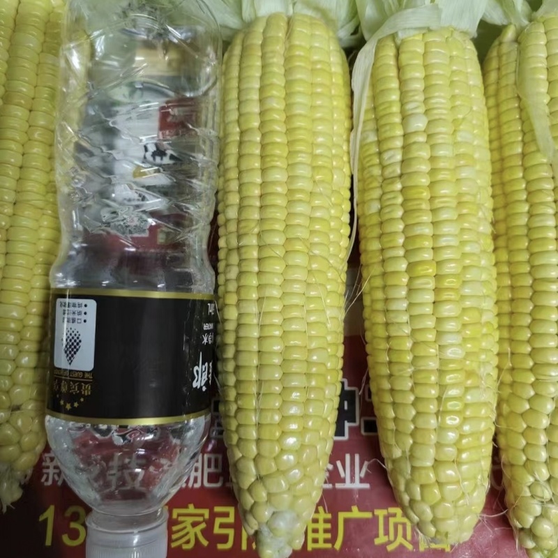 黄糯玉米种子珍金糯199玉米种籽黄色糯玉米种子绿皮大棒软
