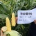 黄糯玉米种子珍金糯199玉米种籽黄色糯玉米种子绿皮大棒软