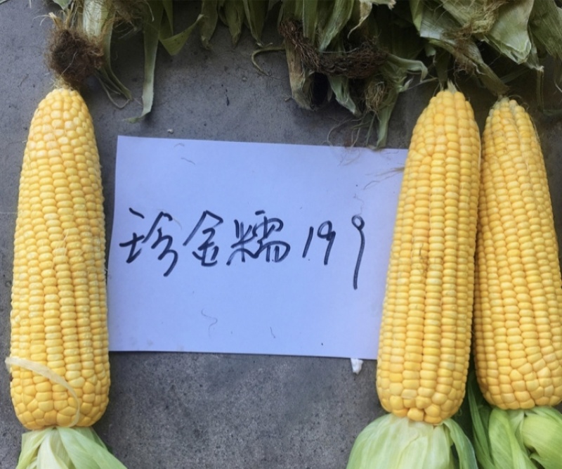 黄糯玉米种子珍金糯199玉米种籽黄色糯玉米种子绿皮大棒软