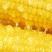 黄糯玉米种子珍金糯199玉米种籽黄色糯玉米种子绿皮大棒软