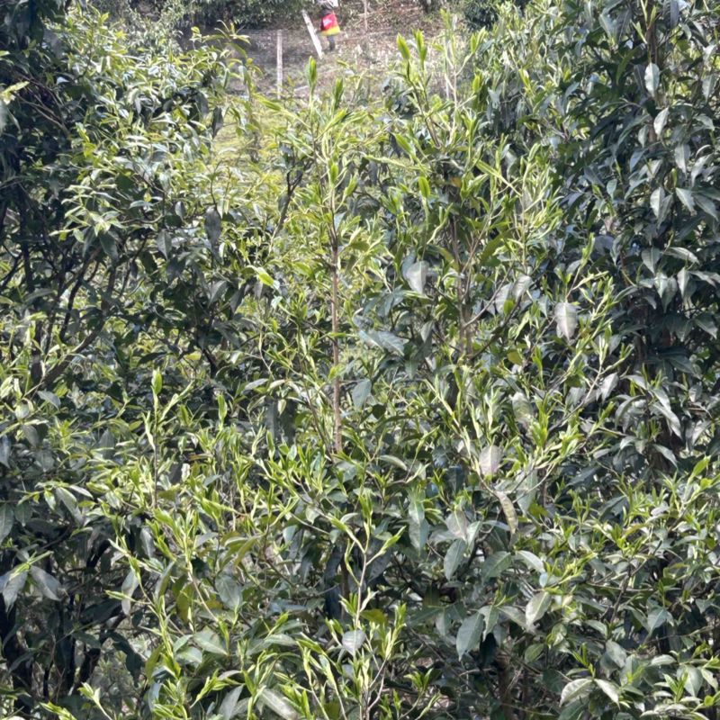 野茶生态