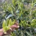 野茶生态