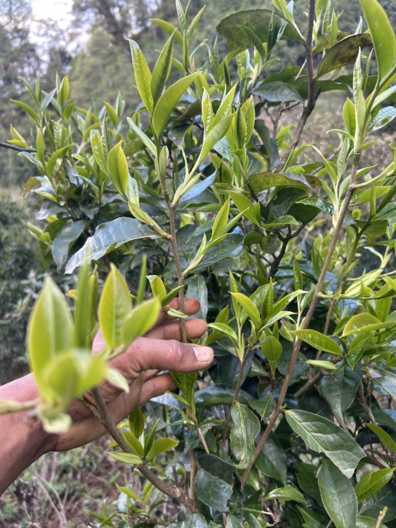 野茶生态