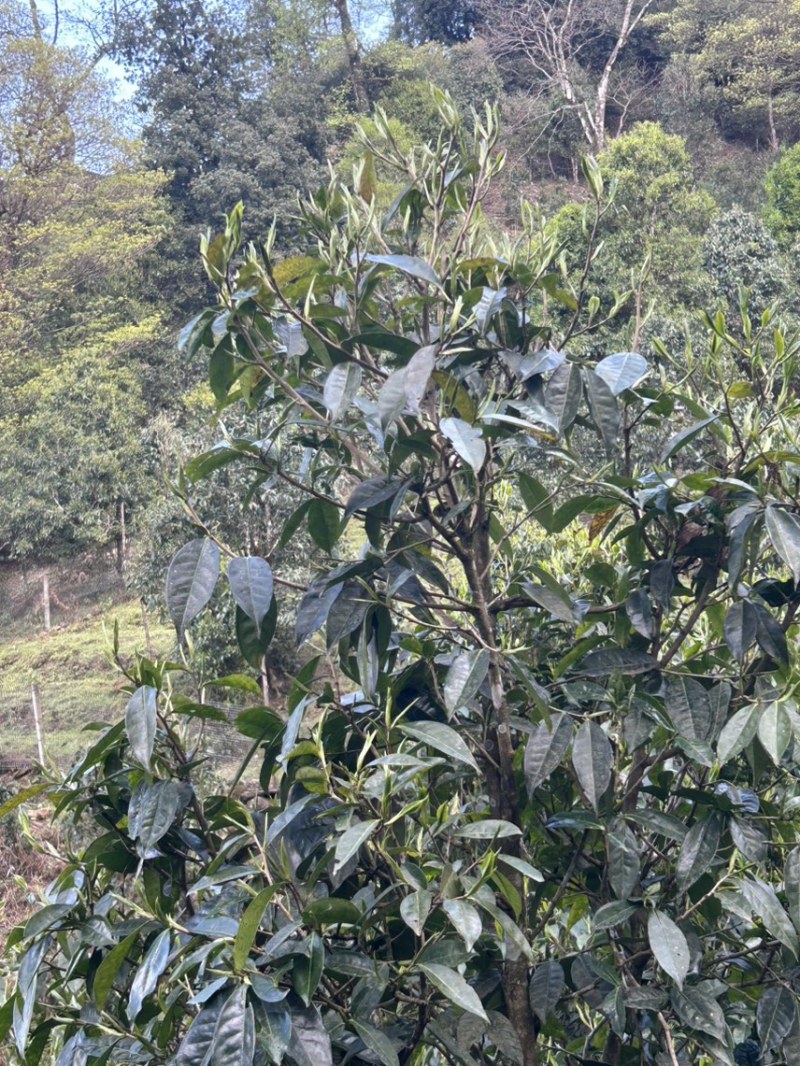 野茶生态