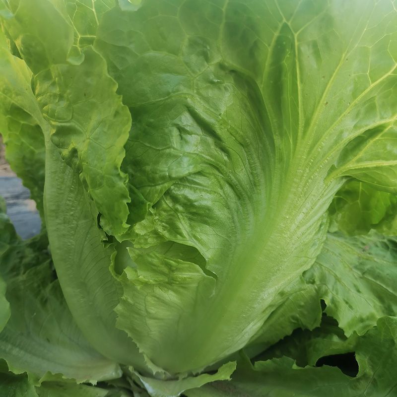 意泰利耐抽苔生菜种子散叶生菜耐热耐湿生菜种籽四季蔬菜种孑