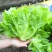 意泰利耐抽苔生菜种子散叶生菜耐热耐湿生菜种籽四季蔬菜种孑