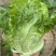 意泰利耐抽苔生菜种子散叶生菜耐热耐湿生菜种籽四季蔬菜种孑