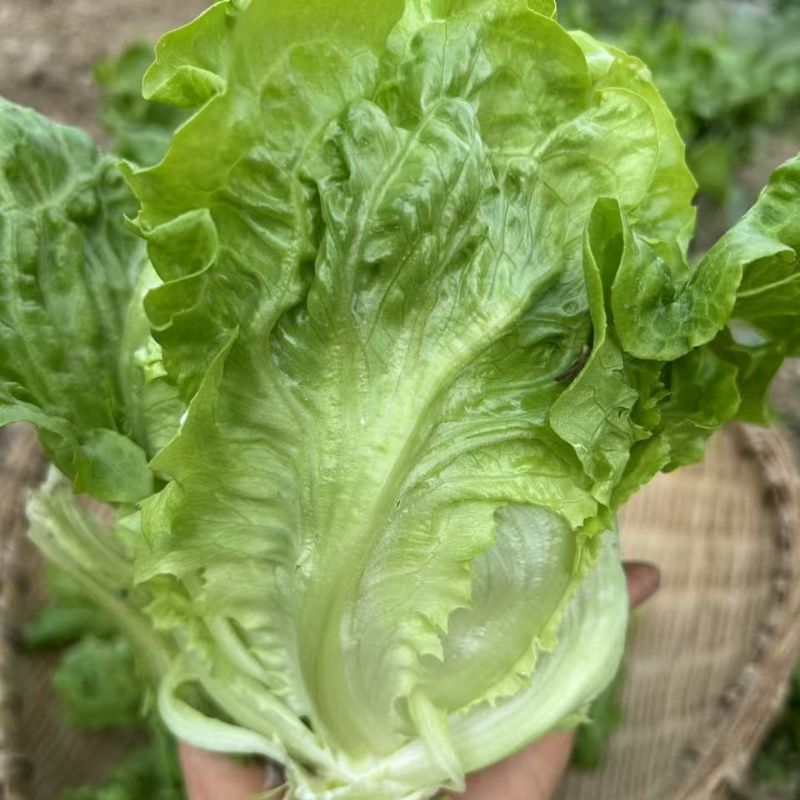 意泰利耐抽苔生菜种子散叶生菜耐热耐湿生菜种籽四季蔬菜种孑