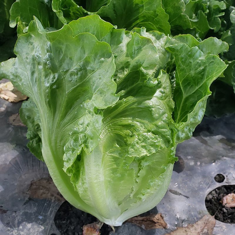 意泰利耐抽苔生菜种子散叶生菜耐热耐湿生菜种籽四季蔬菜种孑