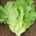 意泰利耐抽苔生菜种子散叶生菜耐热耐湿生菜种籽四季蔬菜种孑