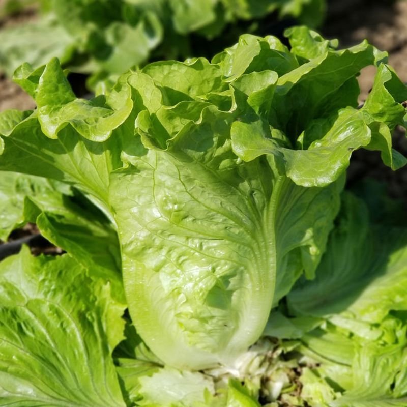 意泰利耐抽苔生菜种子散叶生菜耐热耐湿生菜种籽四季蔬菜种孑