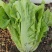 意泰利耐抽苔生菜种子散叶生菜耐热耐湿生菜种籽四季蔬菜种孑