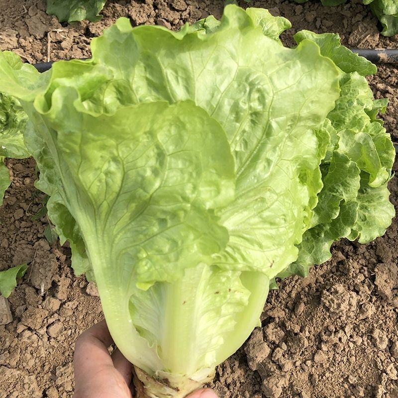 意泰利耐抽苔生菜种子散叶生菜耐热耐湿生菜种籽四季蔬菜种孑