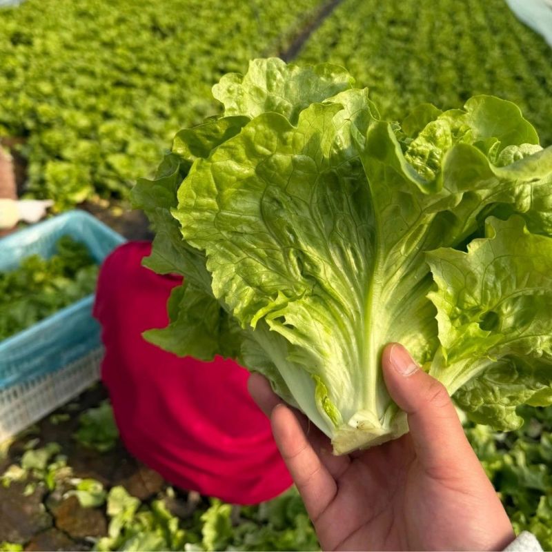 意泰利耐抽苔生菜种子散叶生菜耐热耐湿生菜种籽四季蔬菜种孑