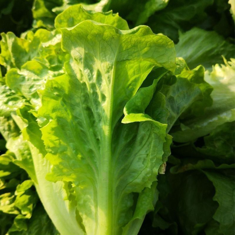 意泰利耐抽苔生菜种子散叶生菜耐热耐湿生菜种籽四季蔬菜种孑