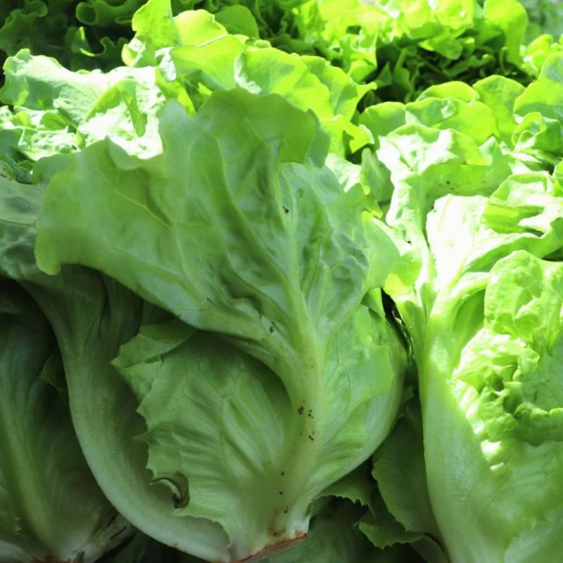 意泰利耐抽苔生菜种子散叶生菜耐热耐湿生菜种籽四季蔬菜种孑
