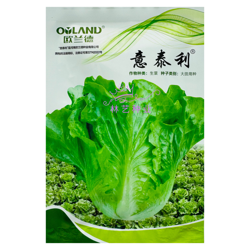 意泰利耐抽苔生菜种子散叶生菜耐热耐湿生菜种籽四季蔬菜种孑