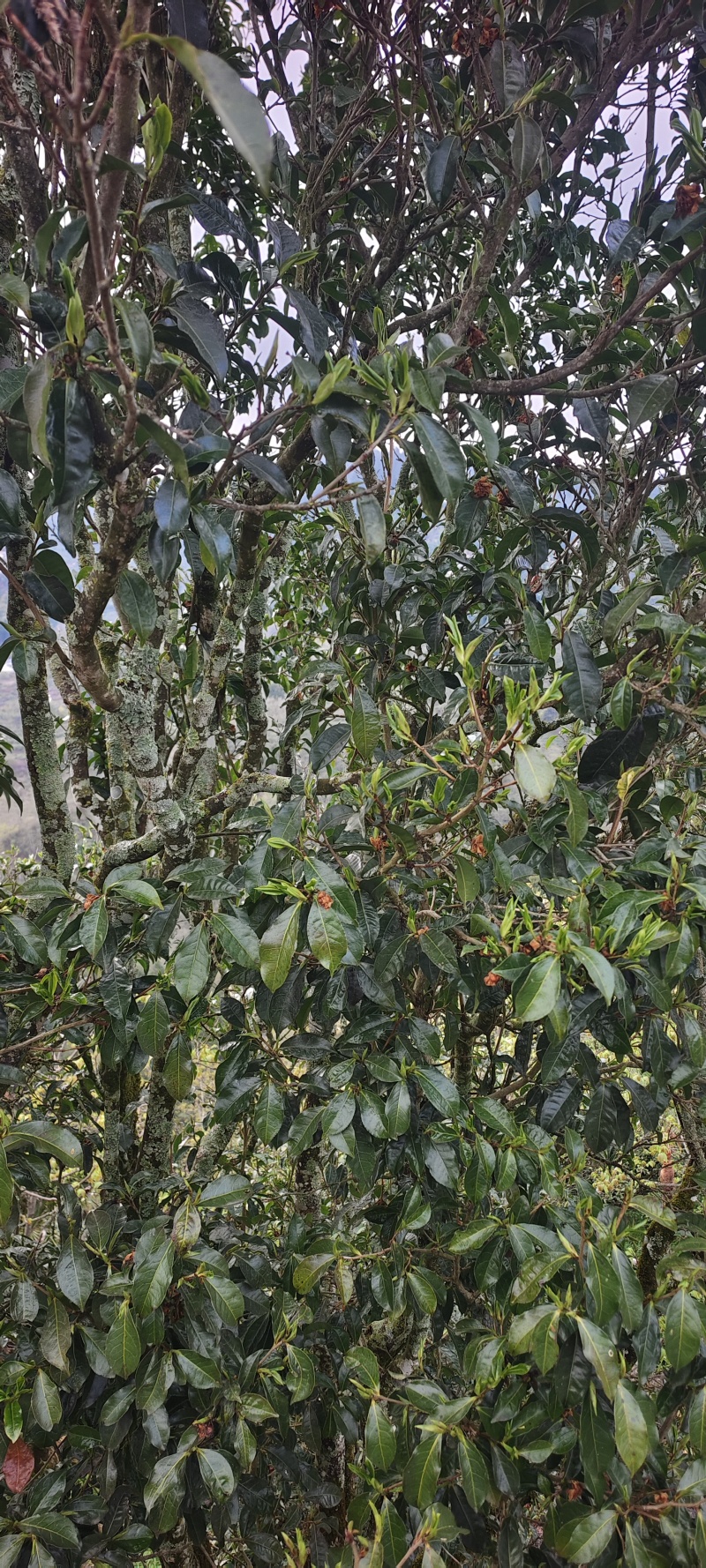 等待老板