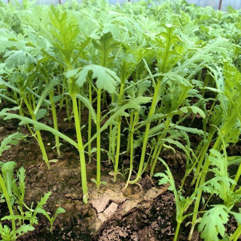 翠香浓光杆茼蒿种子蓬蒿菜种籽高产速生皇帝菜菜种四季青菜蔬