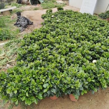 绿化栀子花各种规格，230.单杆，椰糠，。。。。。。。