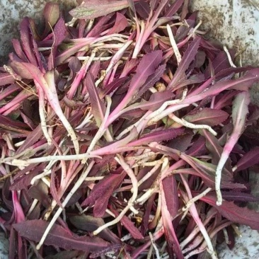 辽宁特产苦碟菜新鲜苦菜大量上市现货现发产地直供欢迎致电