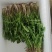 辽宁特产苦碟菜新鲜苦菜大量上市现货现发产地直供欢迎致电