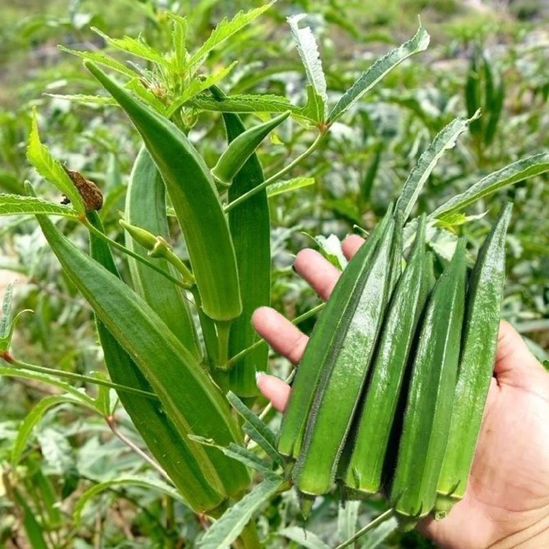 绿霸一号水果秋葵种子生长速度快产量高正宗蔬菜种子庭院露地