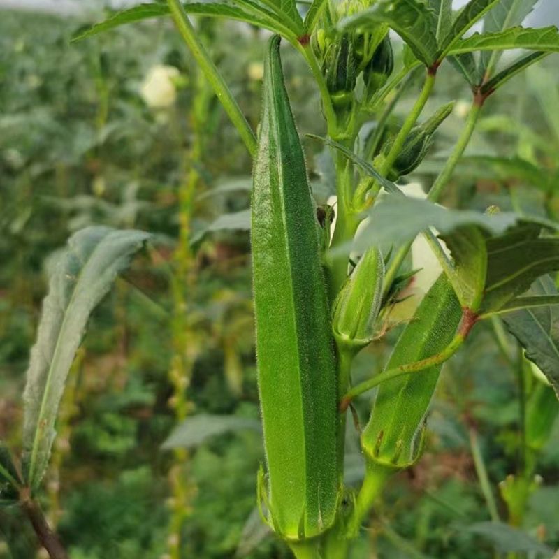 绿霸一号水果秋葵种子生长速度快产量高正宗蔬菜种子庭院露地