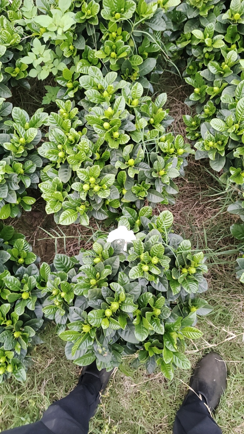 绿化大叶栀子花盆栽质量保证量大从优欢迎咨询