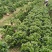 绿化大叶栀子花盆栽质量保证量大从优欢迎咨询