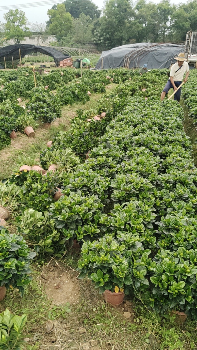 绿化大叶栀子花盆栽质量保证量大从优欢迎咨询
