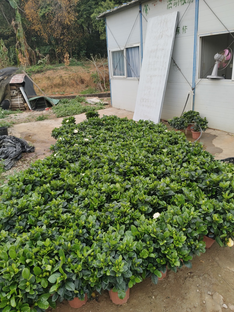 绿化大叶栀子花盆栽质量保证量大从优欢迎咨询