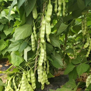 大紫花油豆种子早熟结荚多耐老化无纤维油豆种子东北油豆角种