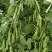 大紫花油豆种子早熟结荚多耐老化无纤维油豆种子东北油豆角种