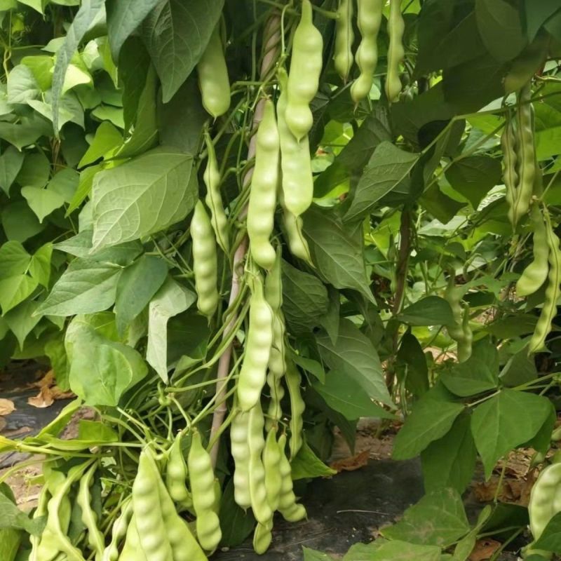 大紫花油豆种子早熟结荚多耐老化无纤维油豆种子东北油豆角种