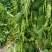 大紫花油豆种子早熟结荚多耐老化无纤维油豆种子东北油豆角种