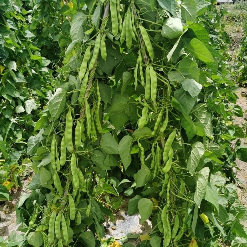 大紫花油豆种子早熟结荚多耐老化无纤维油豆种子东北油豆角种