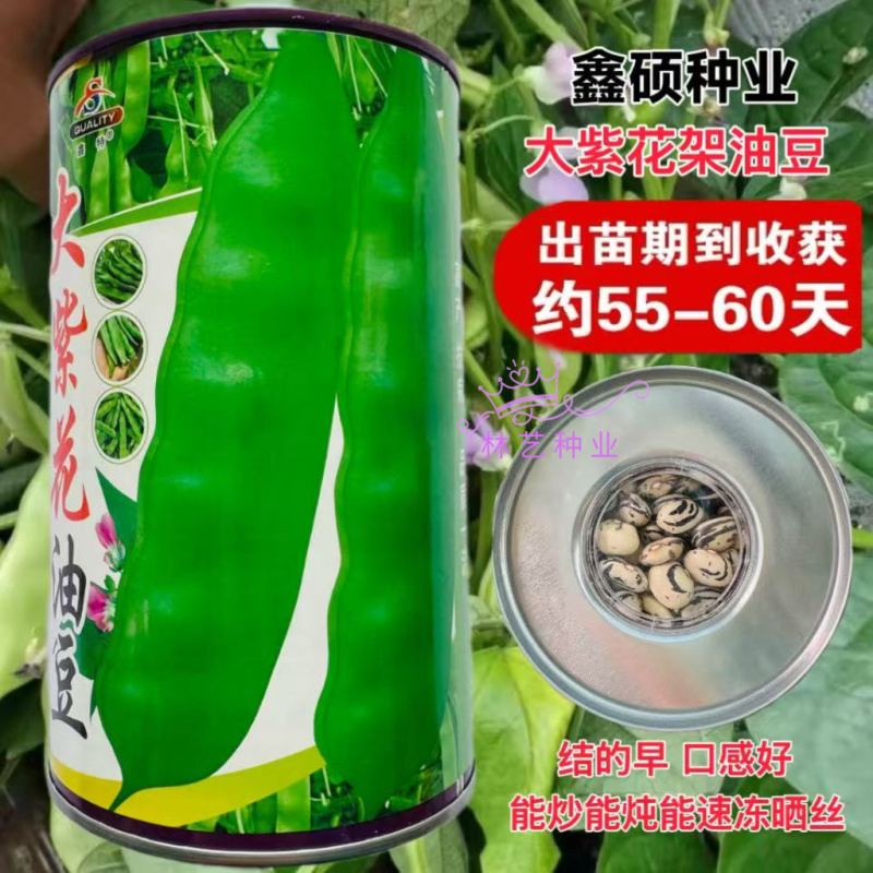 大紫花油豆种子早熟结荚多耐老化无纤维油豆种子东北油豆角种
