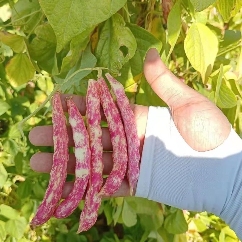 紫金钩豆角种子高产架豆东北金钩种籽芸豆蔬菜春秋四季大棚播