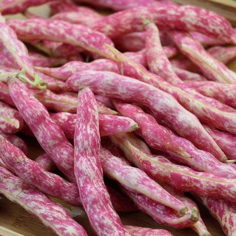 紫金钩豆角种子高产架豆东北金钩种籽芸豆蔬菜春秋四季大棚播
