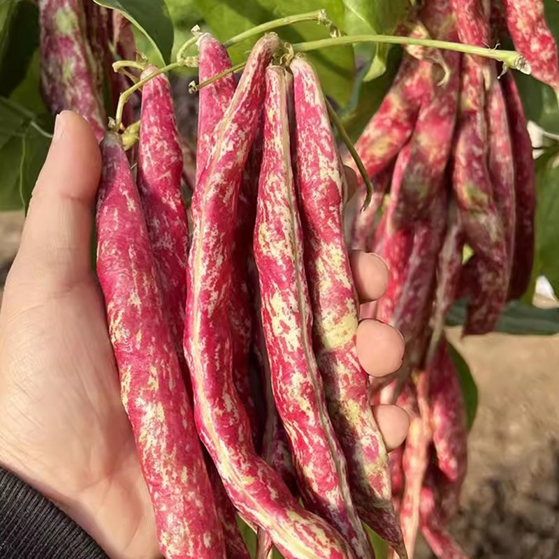 紫金钩豆角种子高产架豆东北金钩种籽芸豆蔬菜春秋四季大棚播
