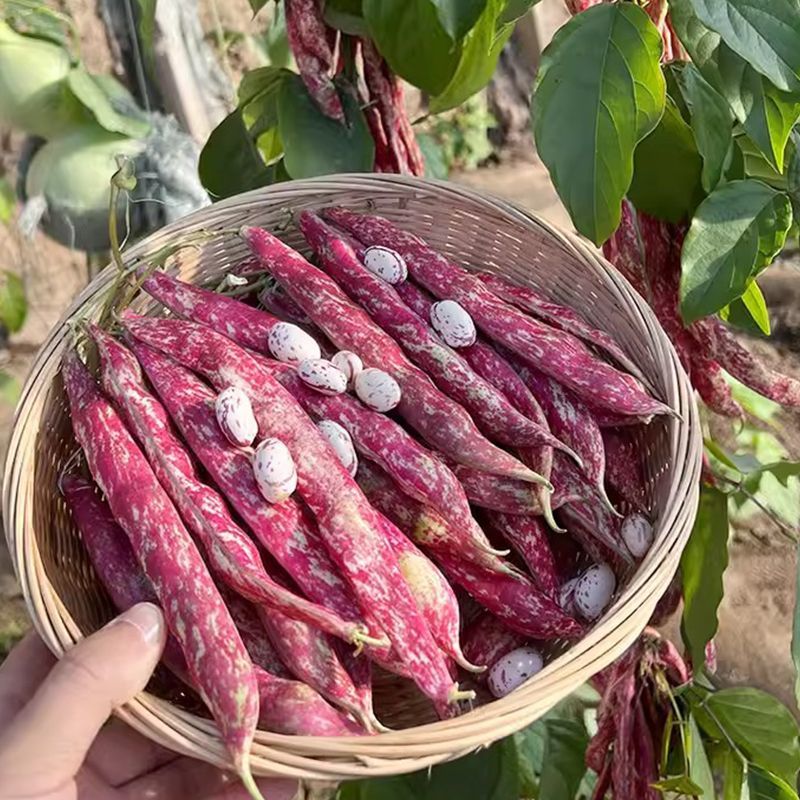 紫金钩豆角种子高产架豆东北金钩种籽芸豆蔬菜春秋四季大棚播