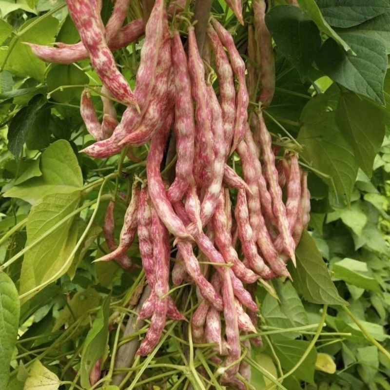 紫金钩豆角种子高产架豆东北金钩种籽芸豆蔬菜春秋四季大棚播