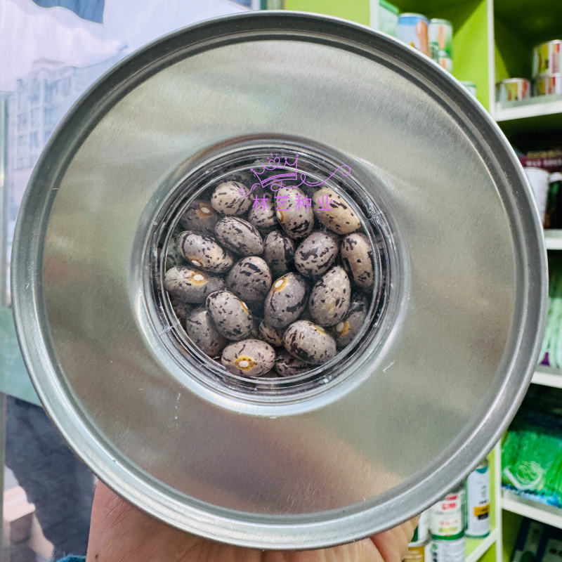 紫金钩豆角种子高产架豆东北金钩种籽芸豆蔬菜春秋四季大棚播