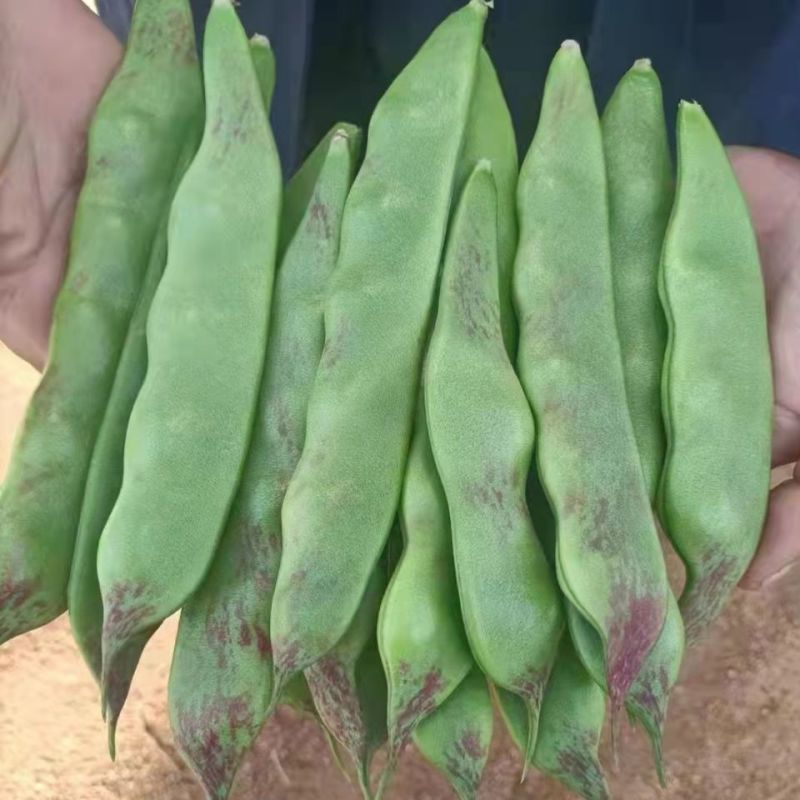 新品红将军油豆种子无筋无柴东北油豆种子耐老化肉厚清香油豆