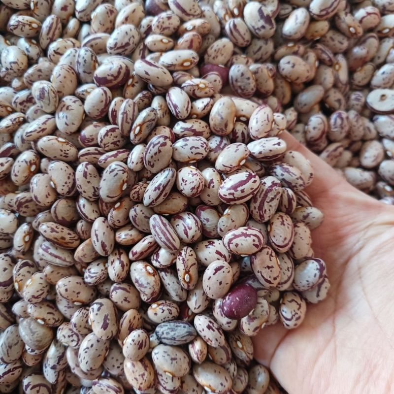 新品红将军油豆种子无筋无柴东北油豆种子耐老化肉厚清香油豆