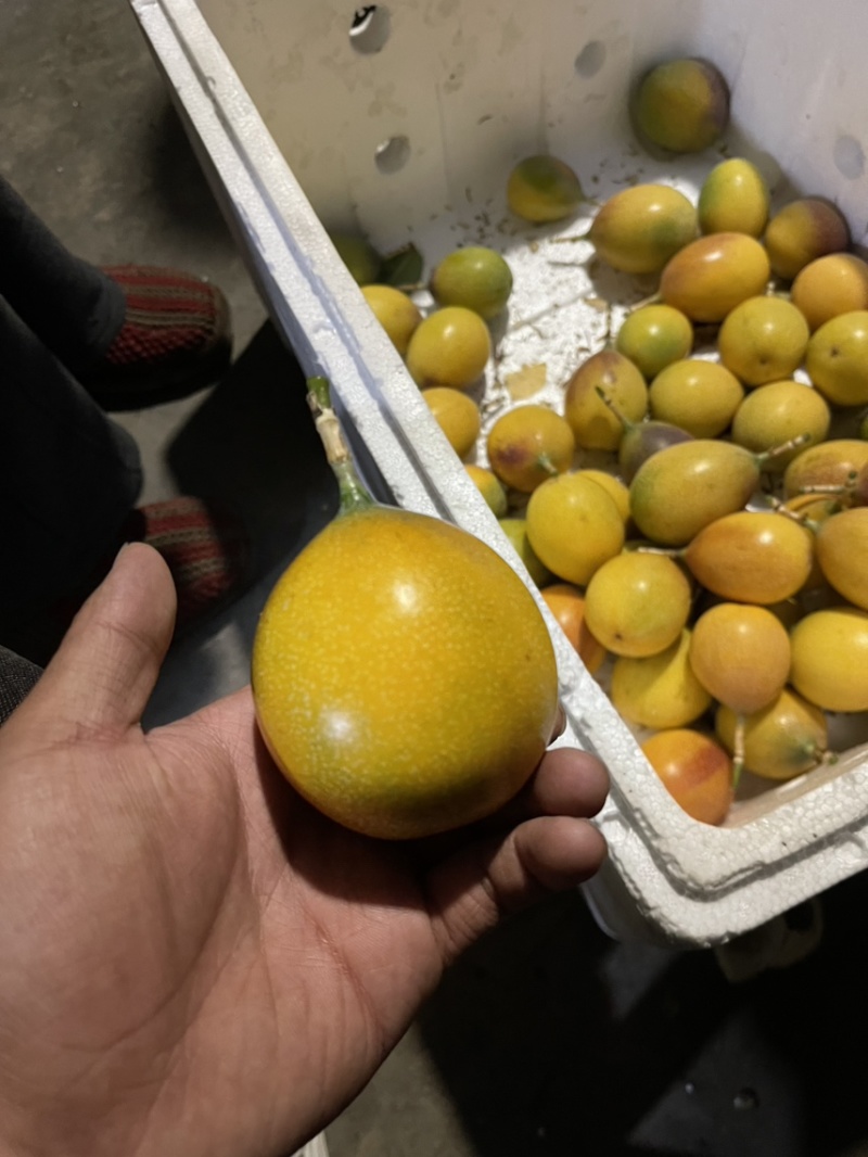 云南高山哥伦比亚热情果